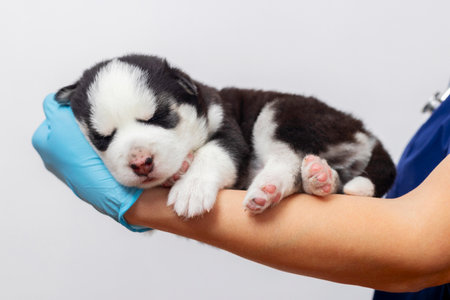 Vet holding sleeping husky puppy in handの写真素材