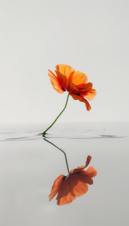 A single, vibrant poppy flower floats gracefully on a pristine white reflective surface, showcasing its delicate petals. this minimalist composition with ample negative space is ideal for designs focused on elegance and simplicity.の素材