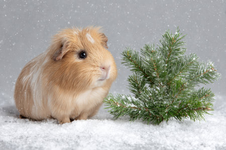 Adorable guinea pig sitting beside a small pine tree on faux snow, set against a seamless white background. Ideal for festive product photography and holiday-themed visuals.の素材