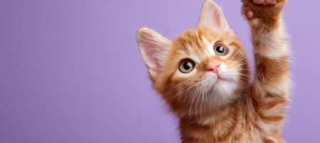 A cute ginger kitten with one paw raised, isolated on a pastel lavender background. The vibrant, commercial-style photo highlights the kitten's playful and curious nature.の素材
