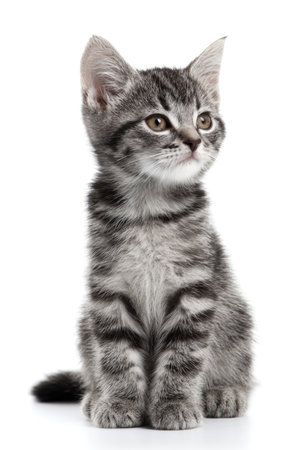 A small gray tabby kitten sits upright on a pure white background. The image is sharply lit, ideal for commercial product-style use with space for overlay text.の素材