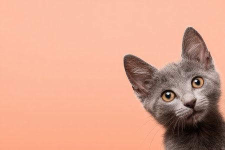 Adorable gray kitten with perked ears positioned in the bottom left corner against a pastel orange background. Ample empty space for headline placement, ideal for design use.の素材