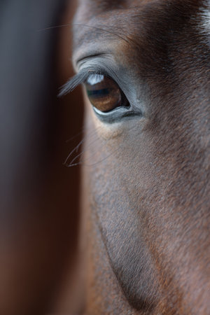 A detailed close-up of a horse's eye and part of its face, positioned in the bottom right. The image features a soft gradient background, creating a minimal yet emotional composition.の素材