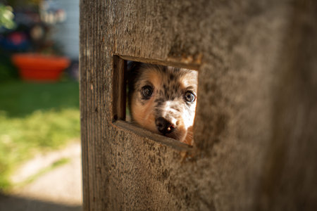 A baby with big, curious eyes and a silly expression peeks through a doggy door. The sunny backyard adds to the humorous and unexpected scene, capturing a moment of playful curiosity.の素材