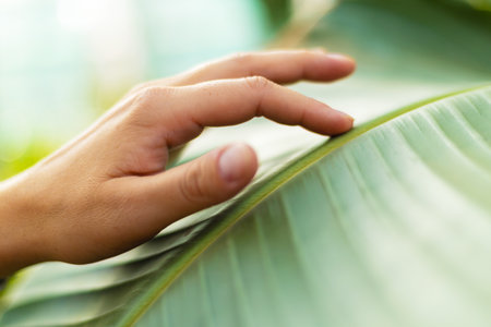 Hand Gently Touching a Large Green Leaf in Natureの写真素材