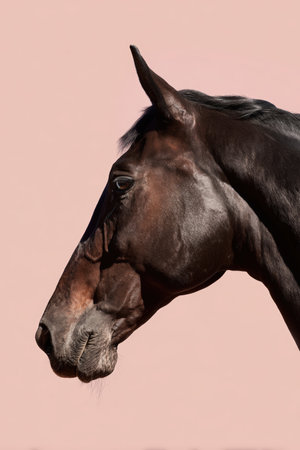 Side Profile of Horses Head on Light Pink Backgroundの素材
