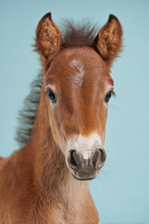 Adorable Foal with Fluffy Mane on Pastel Blue Backgroundの素材