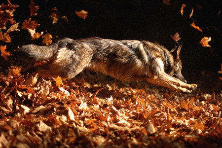 A dog energetically dives headfirst into a pile of autumn leaves, captured mid-action. Only its tail and back legs are visible, surrounded by warm fall colors and natural outdoor lighting.の素材