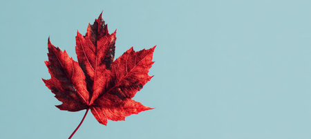 A striking red maple leaf is captured in fine-art style against a clear blue sky. The image highlights the leaf's intricate details and bold colors, offering a minimalistic aesthetic.の素材