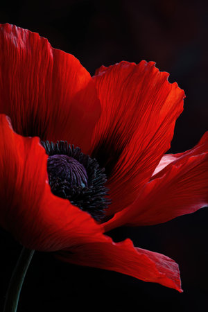 Close-up vertical portrait of vibrant scarlet poppy petals with a deep black center, set against a dark, minimalistic backdrop, highlighting the flower's intricate details and contrast.の素材