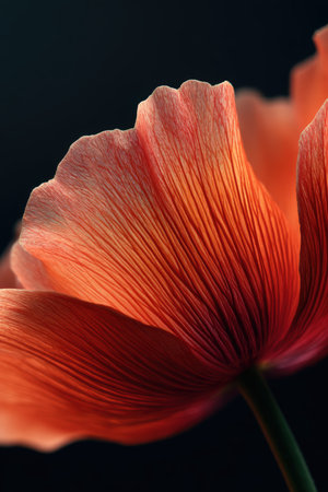 Vertical macro photograph showcasing the intricate details of a poppy petal. The dramatic lighting highlights the petal's texture against a soft black background, creating a striking contrast.の素材