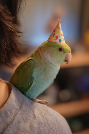 A vibrant parakeet wearing a colorful paper party hat perches on a person's shoulder, creating a joyful indoor birthday atmosphere with a soft background blur.の素材