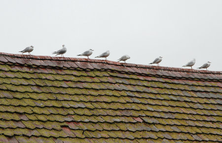 Swans @ Kapellbrucke roofの写真素材