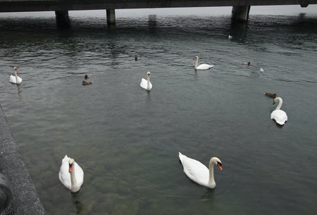 Group of swansの写真素材