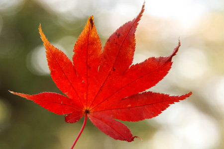 Red maple in Momijidani Park, Miyajima