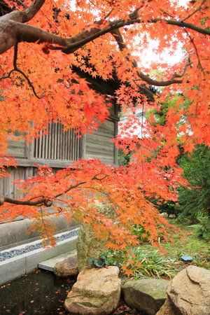 Autumn Leaves in Japanの写真素材
