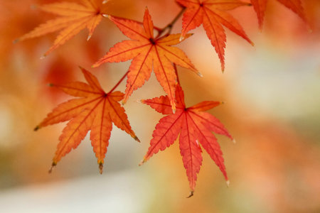 Autumn Leaves in Japanの写真素材