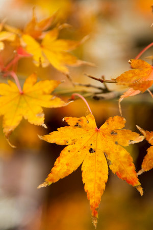 Autumn Leaves in Japan