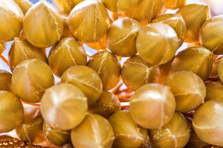 Golden Lotus.の写真素材