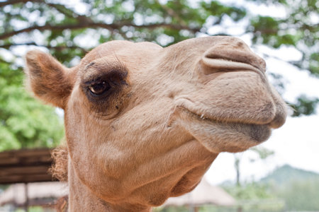 Camel cuteの写真素材