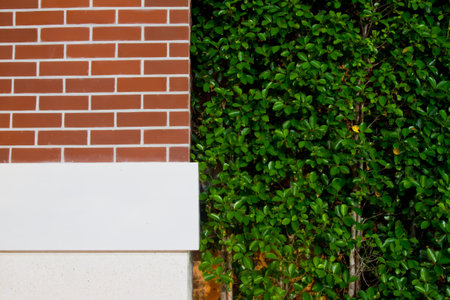 Walls, planting treesの写真素材