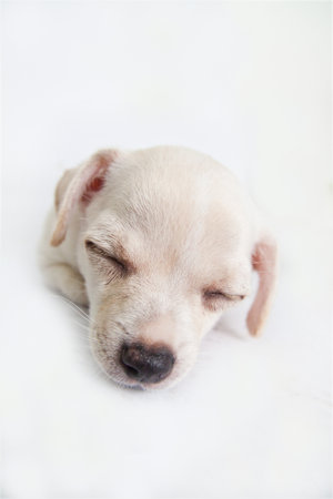 Chihuahua puppy.の写真素材