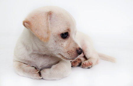 Chihuahua puppy.の写真素材