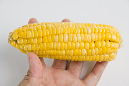 Cornの写真素材