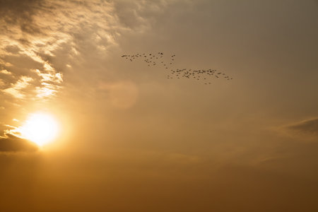 The sky with the birds.の写真素材