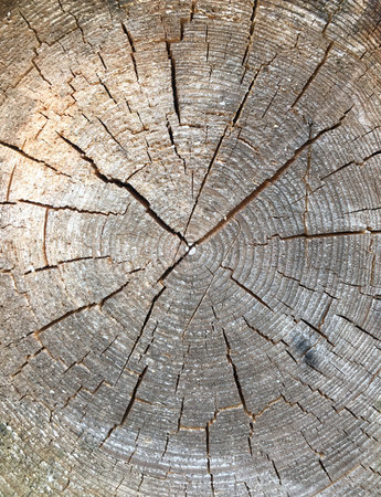 Round cut down tree with annual rings as a wood texture.の写真素材