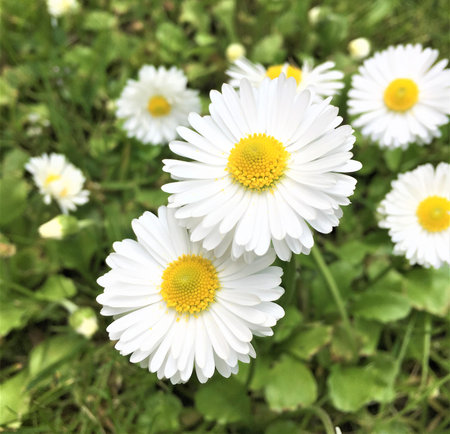 white daisy flowersの写真素材