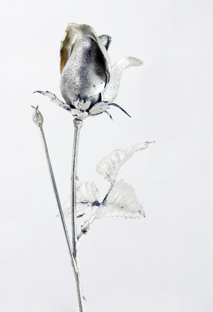 A single silver rose on a white backgroundの写真素材