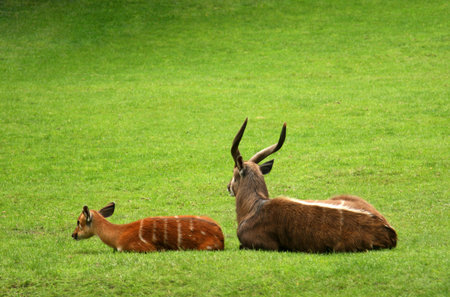 A  and mother antelope on green grassの写真素材