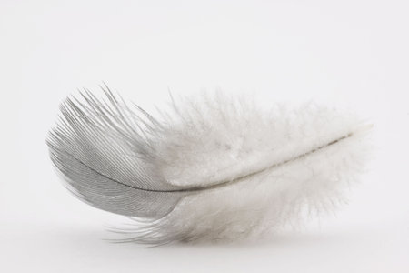Feather on white backgroundの写真素材