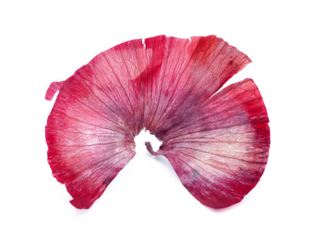 Red onion skinの写真素材