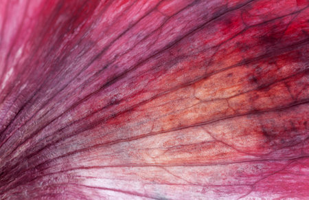 Red onion macro shotの写真素材