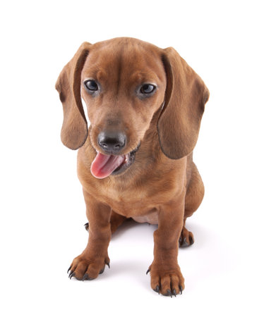 Dachshund puppy, 3 months old の写真素材