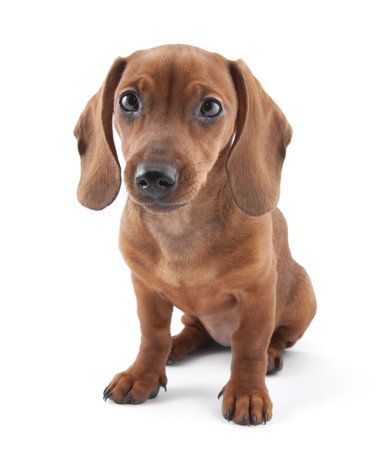 Dachshund puppy, 3 months old の写真素材