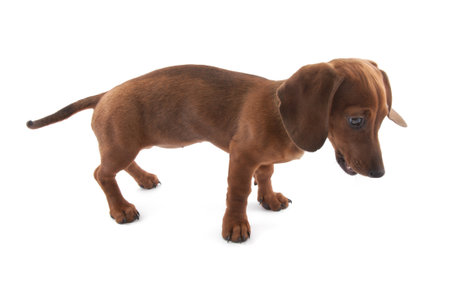 Dachshund puppy, 3 months old の写真素材