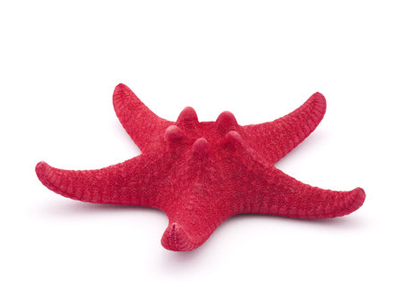 Red starfish isolated on whiteの写真素材