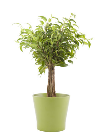 Ficus Benjamin in green pot with clipping pathの写真素材