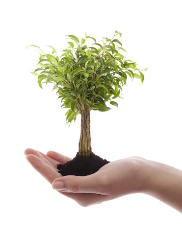 Hand holding green tree isolated on whiteの写真素材