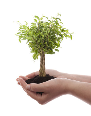 Hands holding green tree isolated on whiteの写真素材