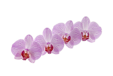 Orchid flowers isolated on white with clipping pathの写真素材