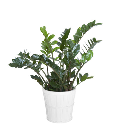 Zamioculcas zamiifolia plant with clipping pathの写真素材