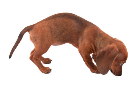 Dachshund puppy isolated on white backgroundの写真素材