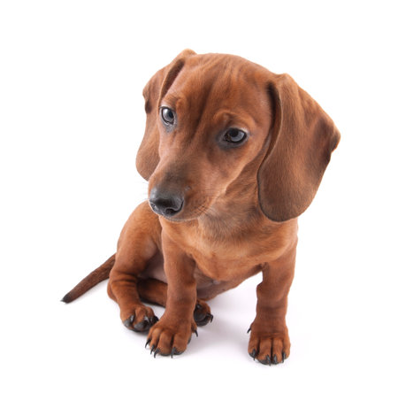 Dachshund puppy isolated on white backgroundの写真素材