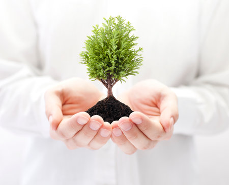 Growing green tree in handsの写真素材