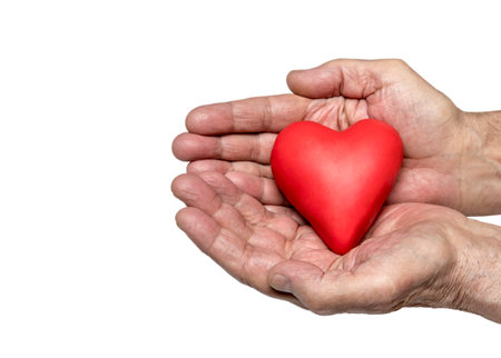 Old man's hands with red heart isolated on white backgroundの写真素材