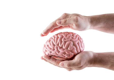 Human brain covered by hands isolated on white backgroundの写真素材